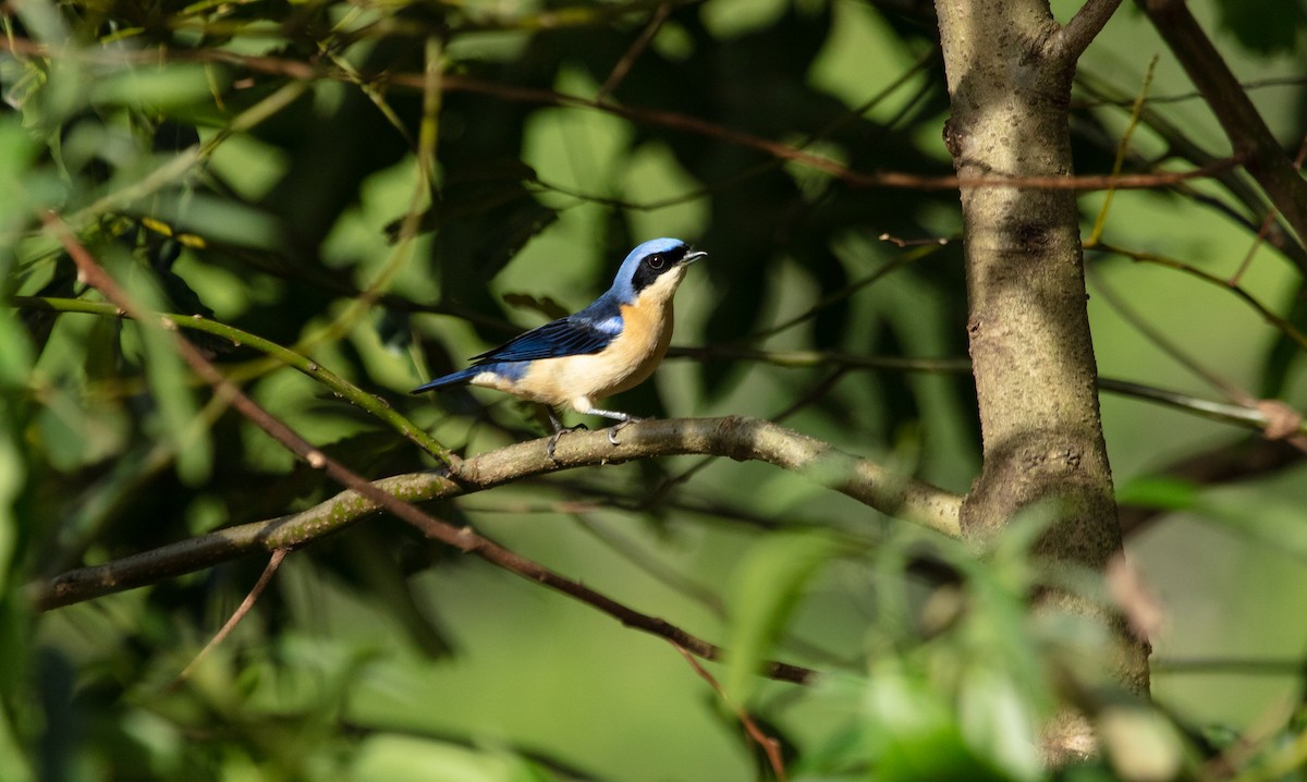 Fawn-breasted Tanager - ML638151938