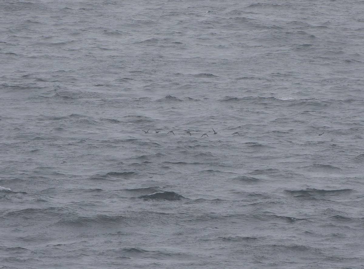 Ancient Murrelet - ML638151971