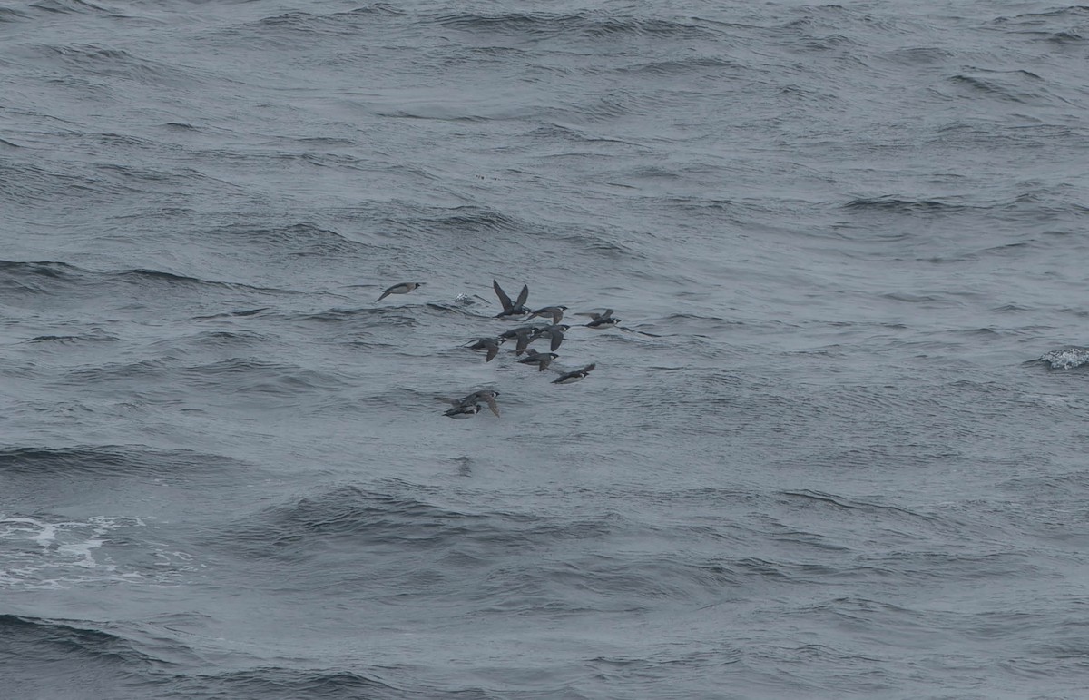 Ancient Murrelet - ML638151989