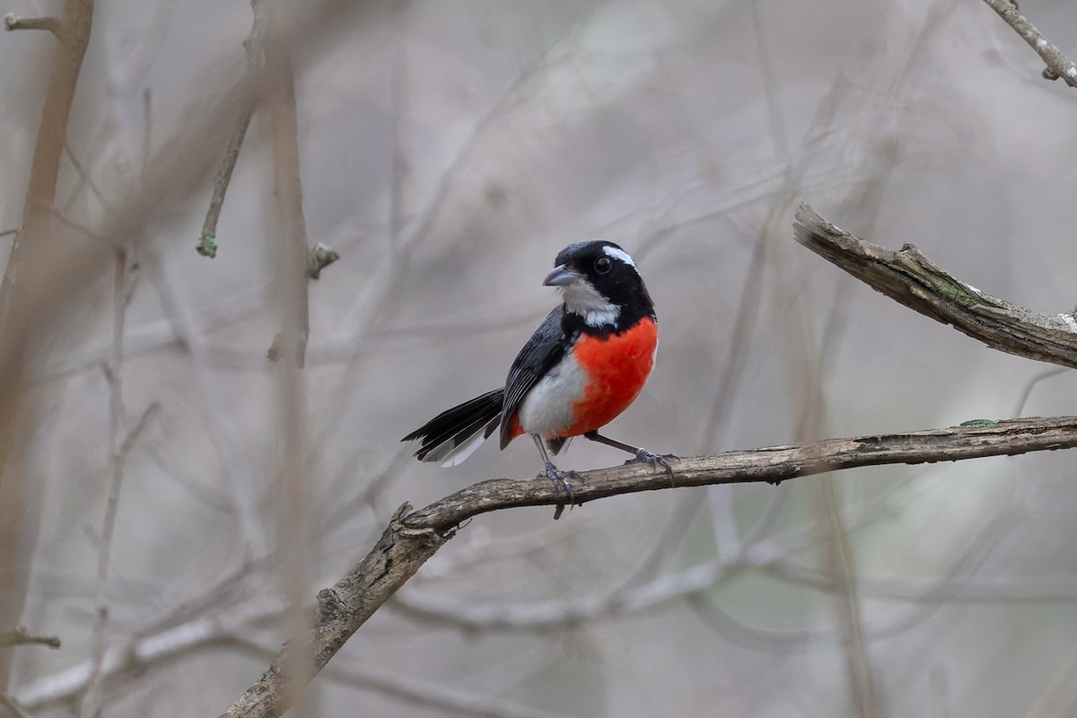 Red-breasted Chat - ML638152009