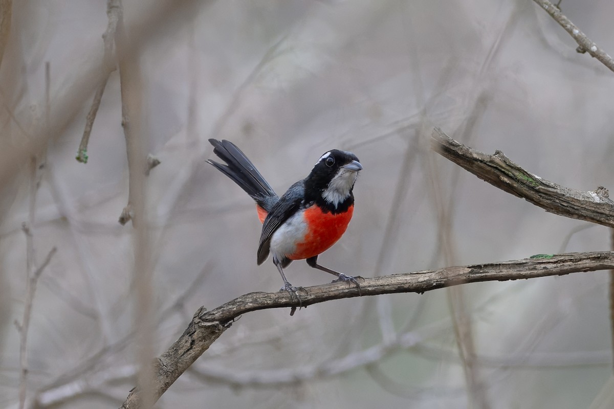 Red-breasted Chat - ML638152010