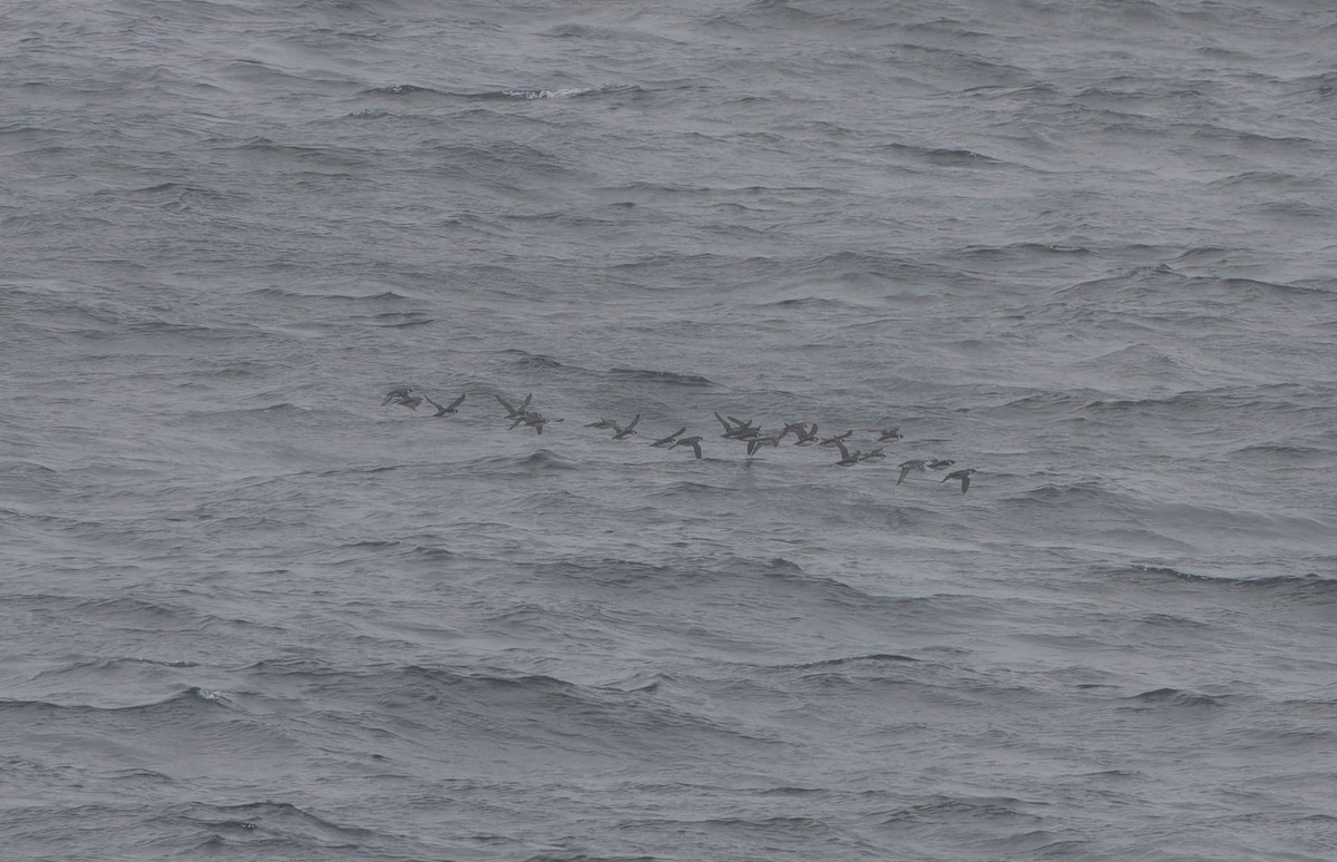 Ancient Murrelet - ML638152015