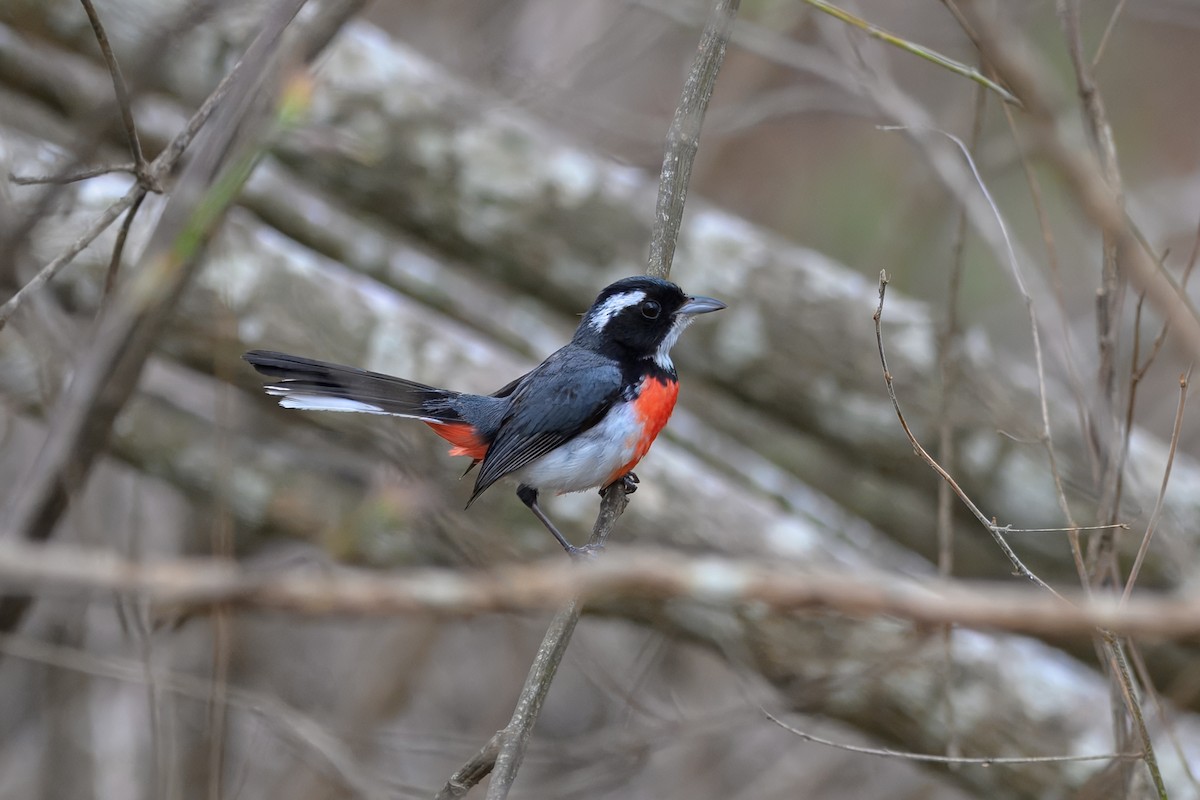 Red-breasted Chat - ML638152019