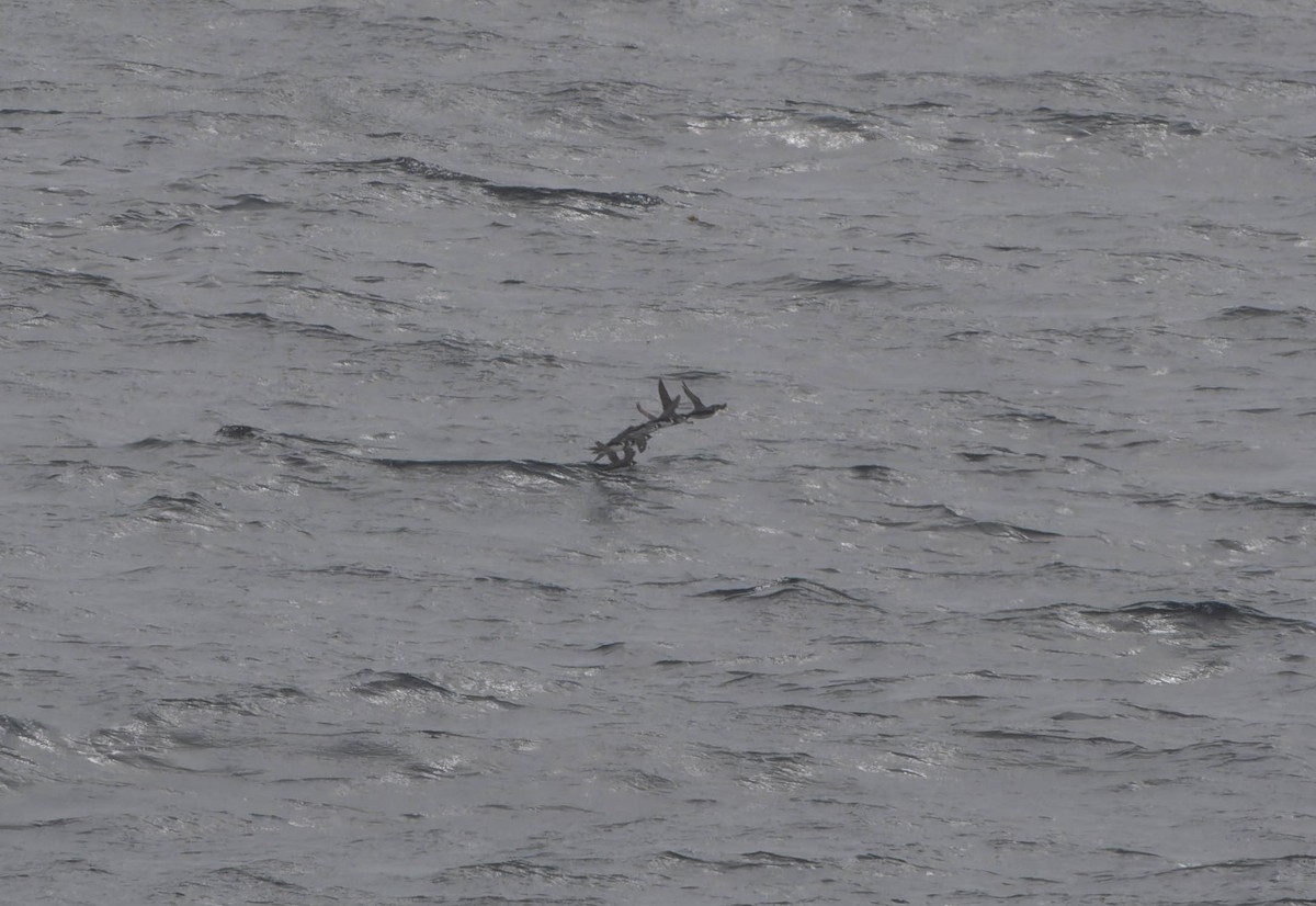Ancient Murrelet - ML638152040