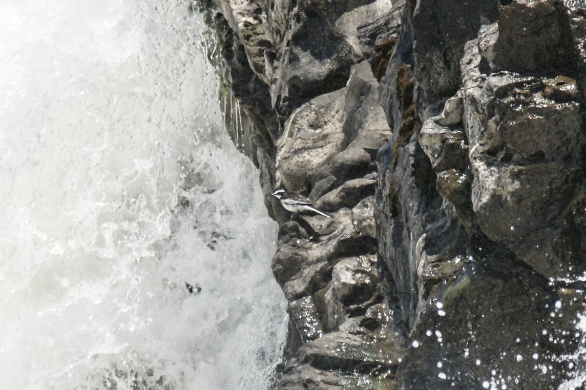 African Pied Wagtail - ML638152053
