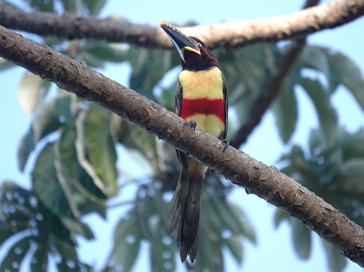 Chestnut-eared Aracari - ML638152054