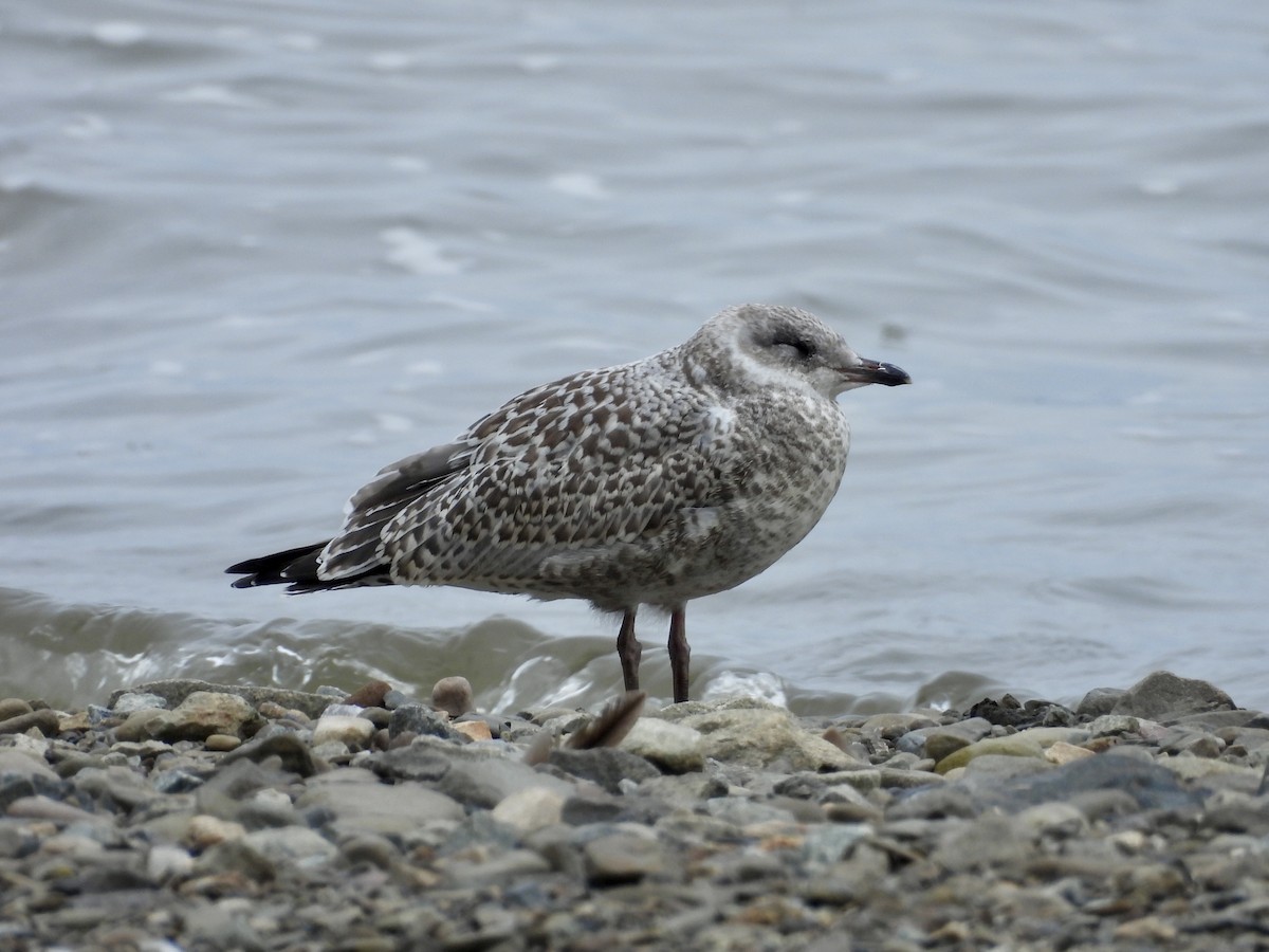 Ring-billed Gull - ML638152122