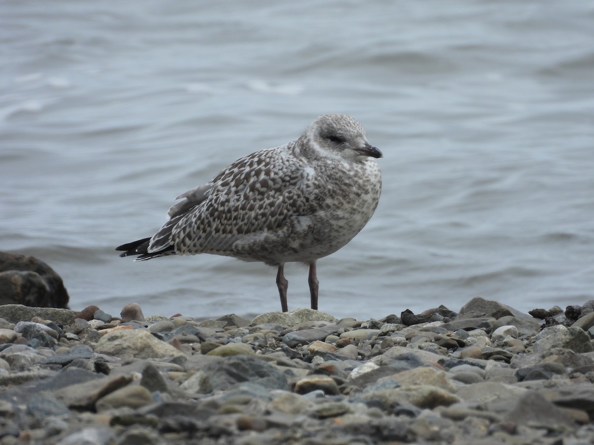 Ring-billed Gull - ML638152123