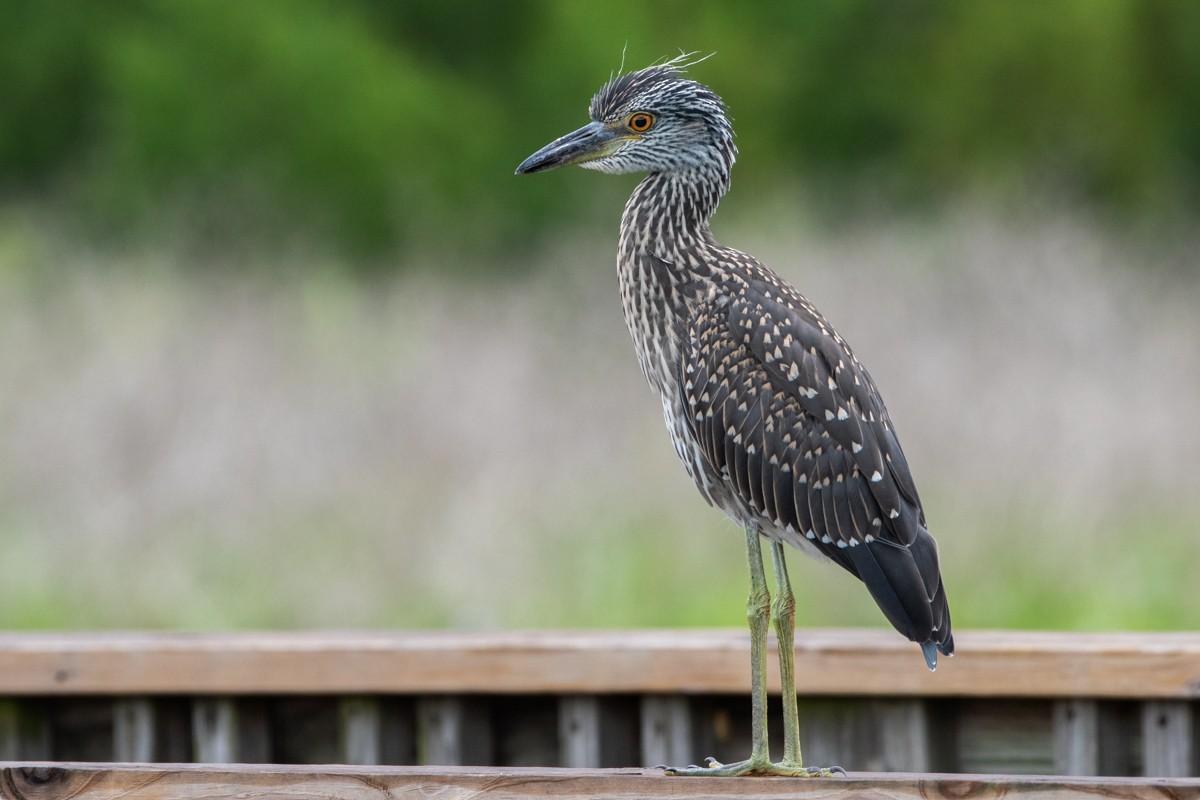 Yellow-crowned Night Heron - ML638152148