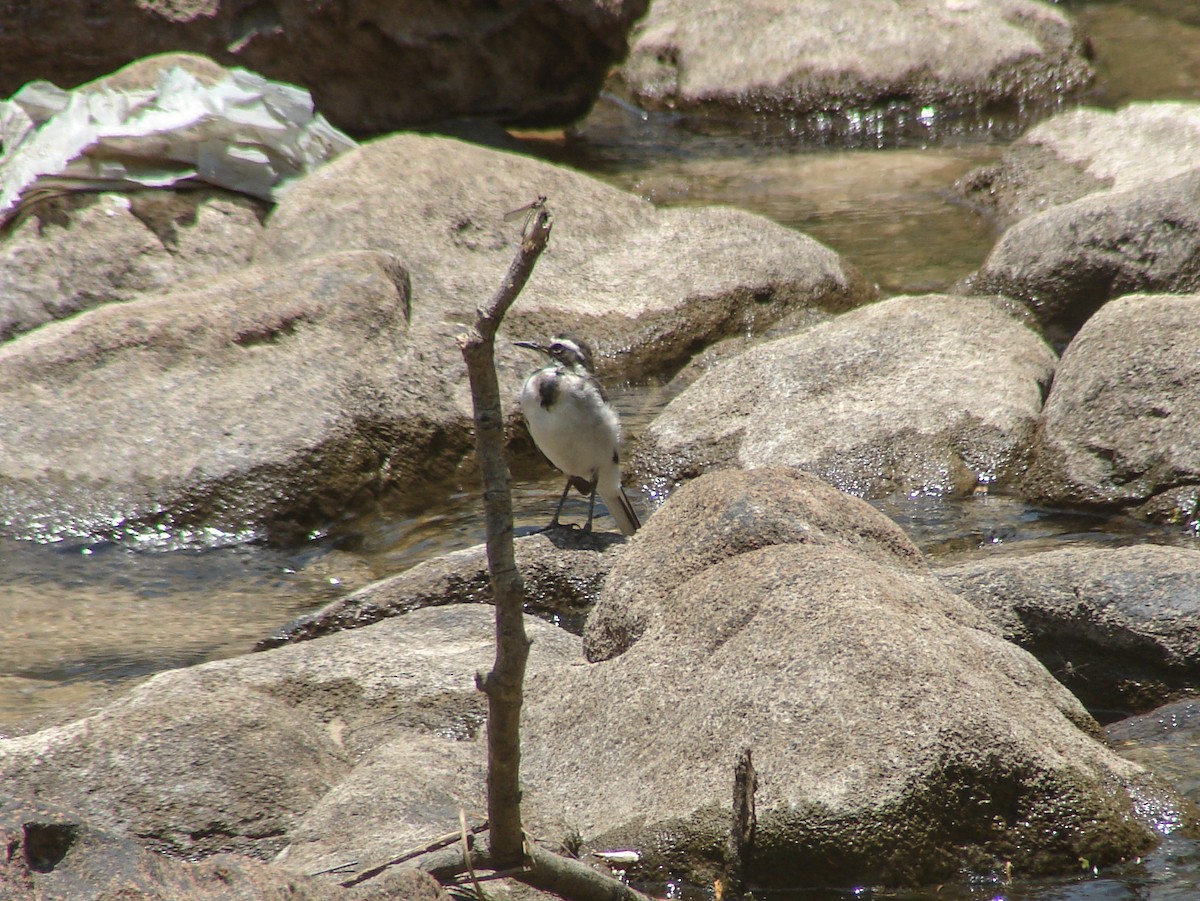 African Pied Wagtail - ML638152150