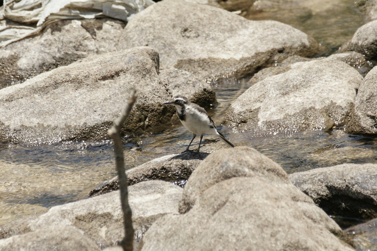 African Pied Wagtail - ML638152179