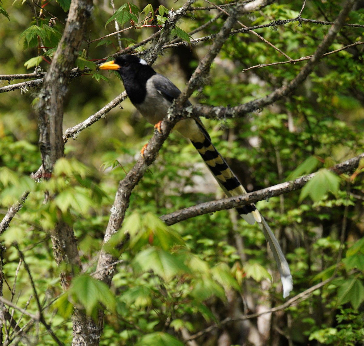 Yellow-billed Blue-Magpie - ML638152195