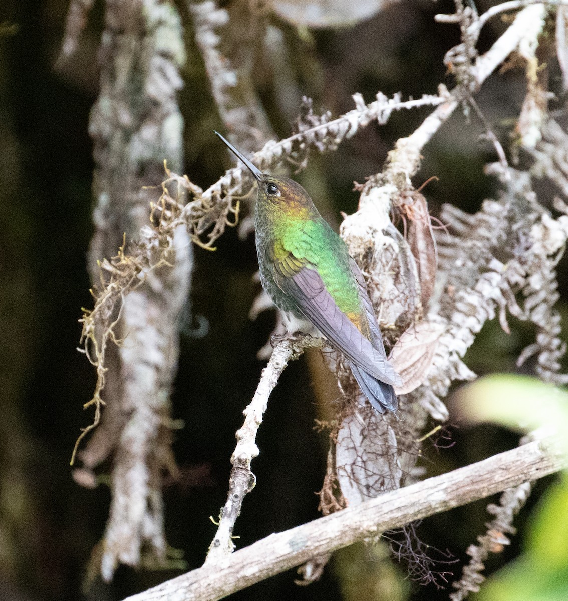 Greenish Puffleg - ML638152201