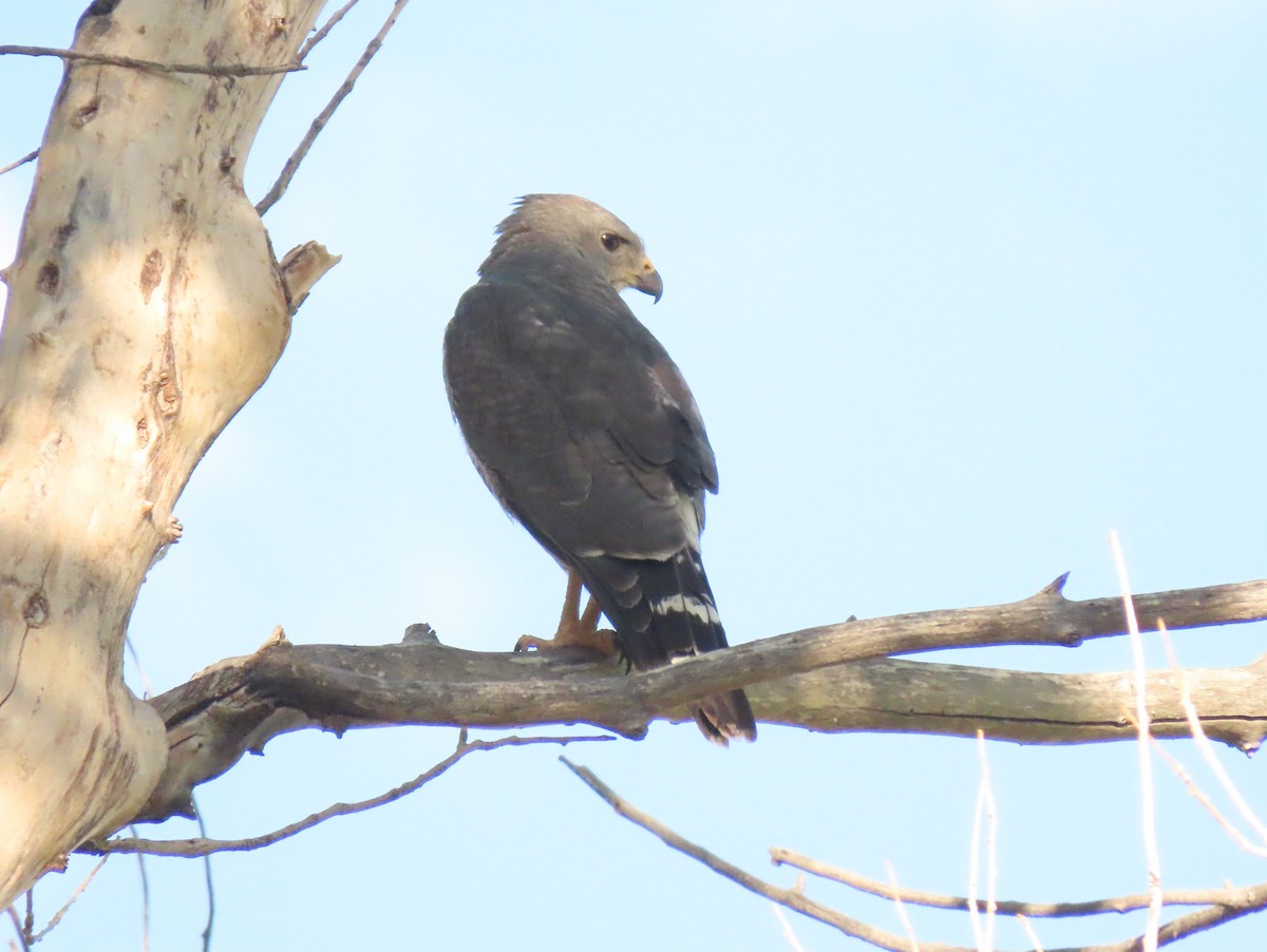 Gray Hawk - ML638152219