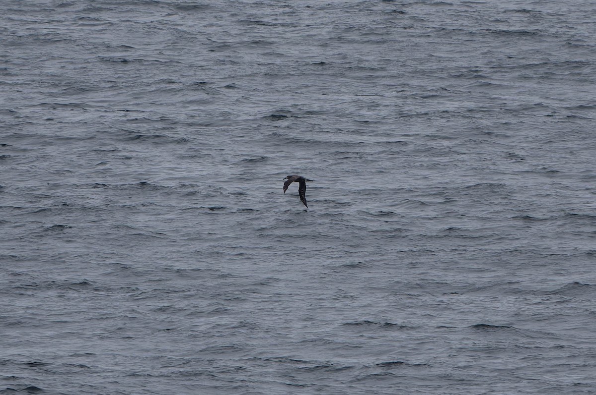Black-footed Albatross - ML638152233