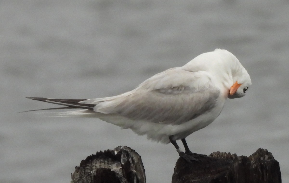 Royal Tern - ML638152234