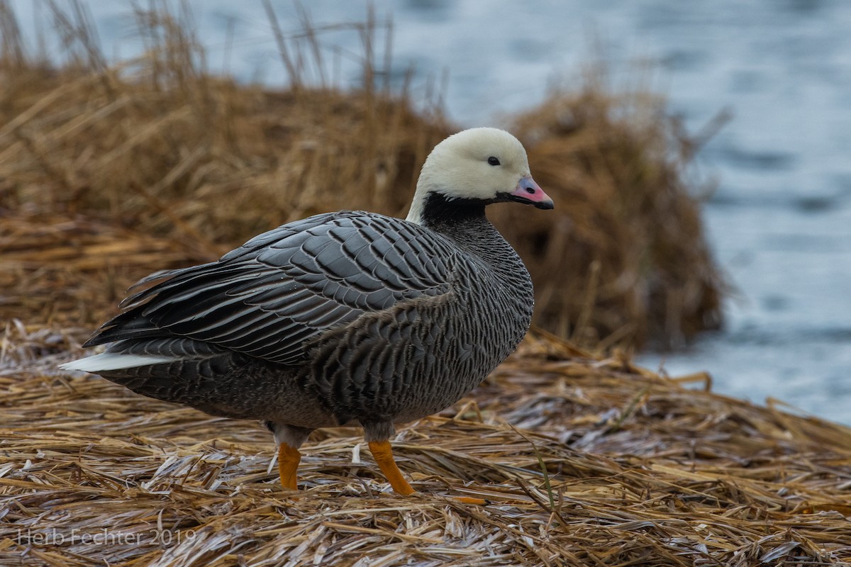 Emperor Goose - ML638152272