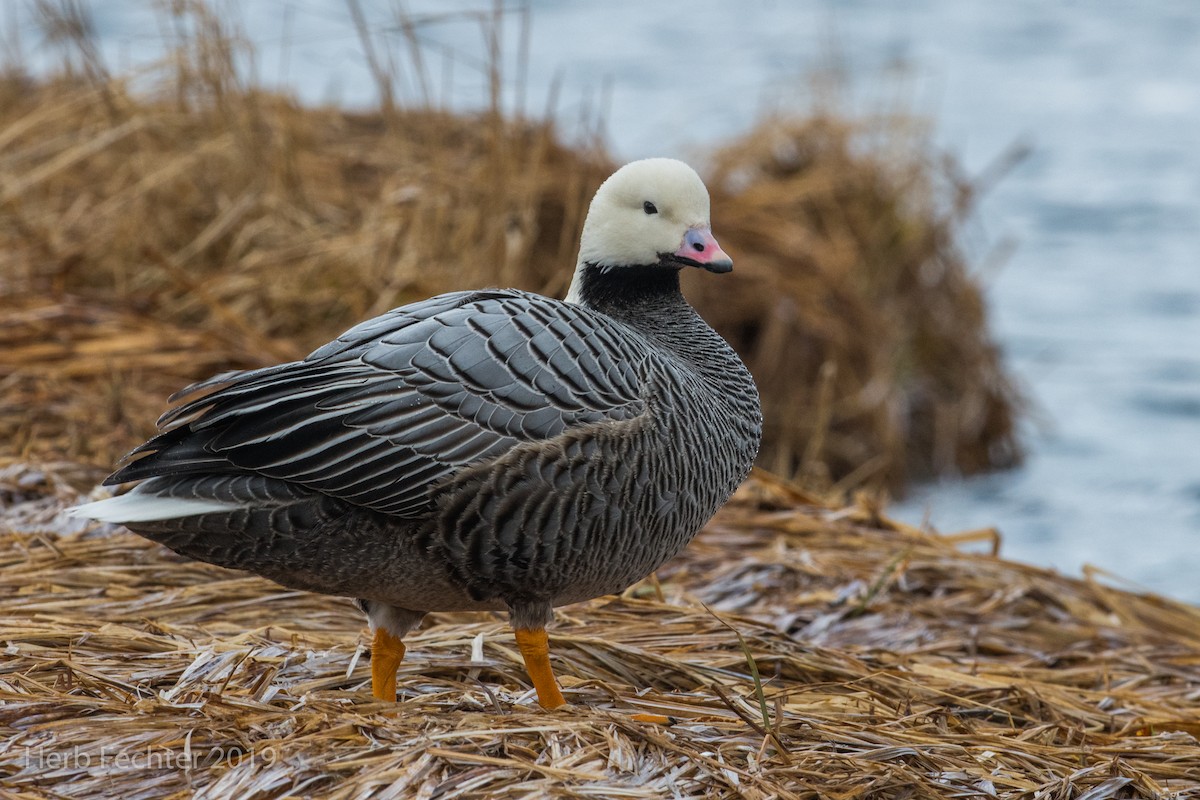 Emperor Goose - ML638152273
