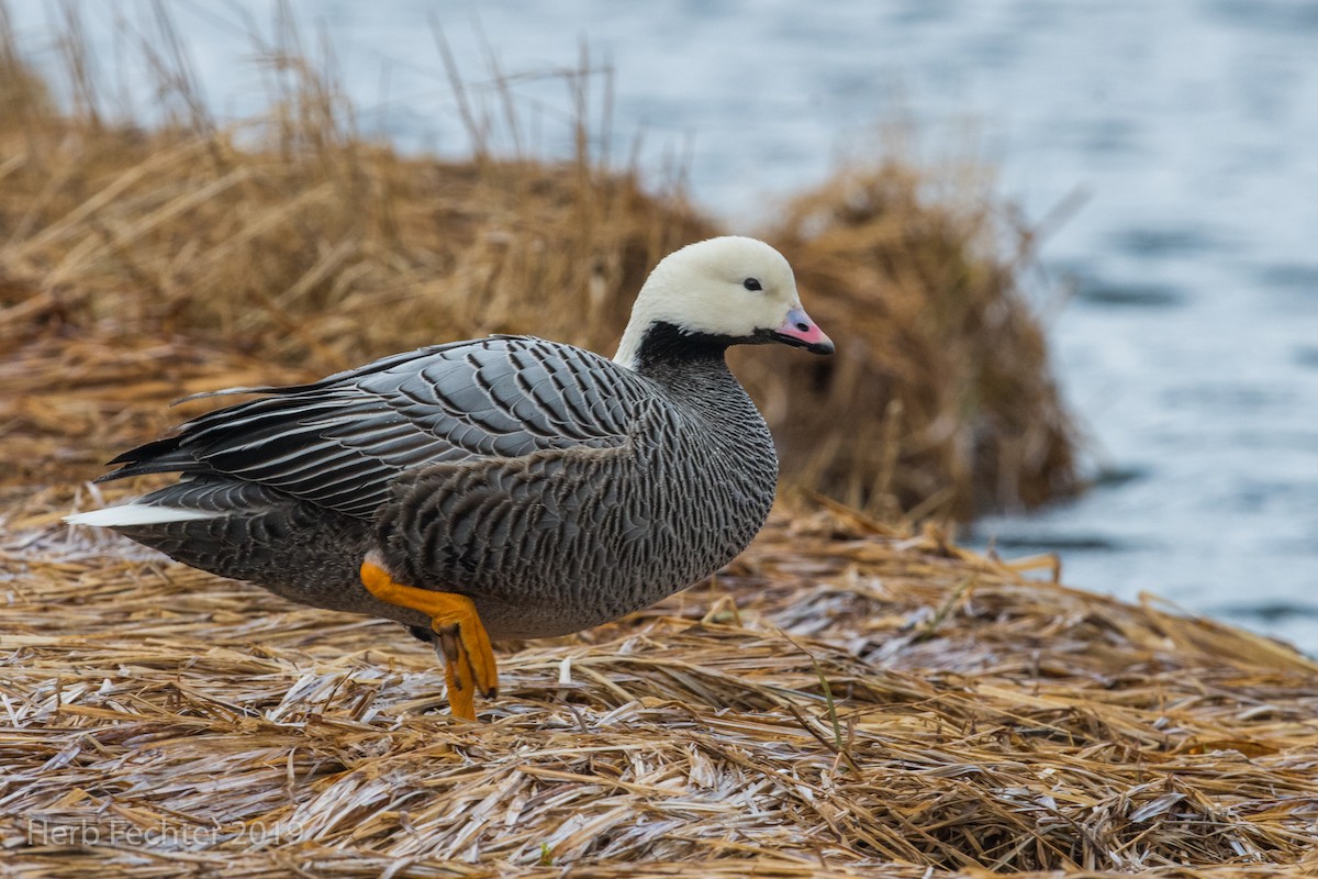Emperor Goose - ML638152276