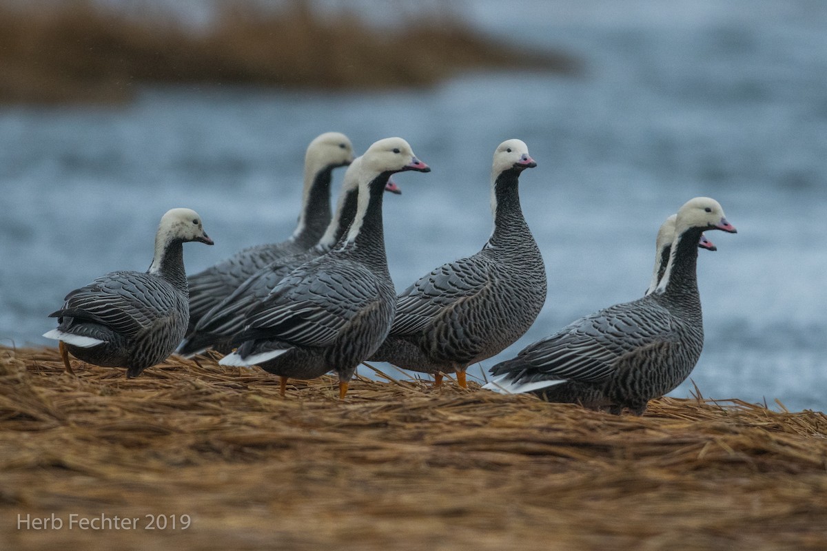 Emperor Goose - ML638152277