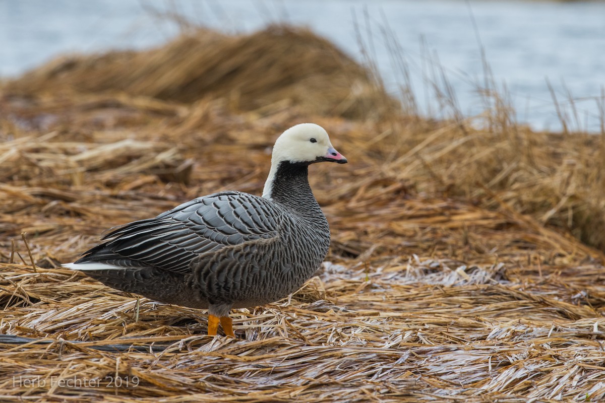 Emperor Goose - ML638152278