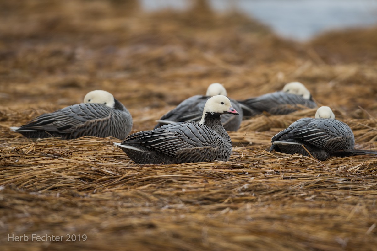 Emperor Goose - ML638152279