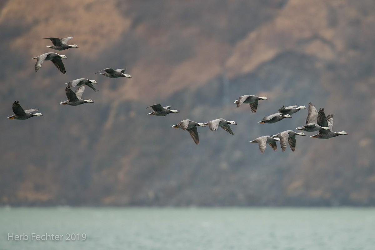 Emperor Goose - ML638152287