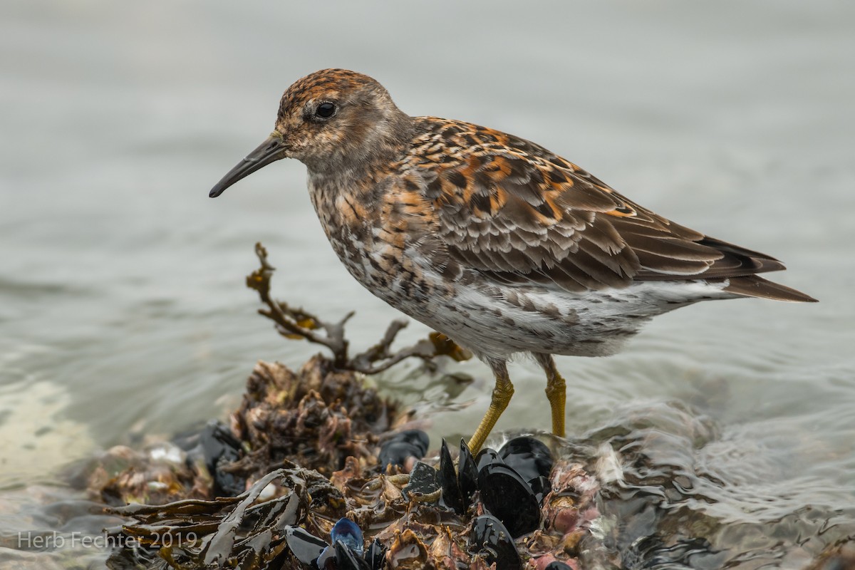Rock Sandpiper - ML638152326