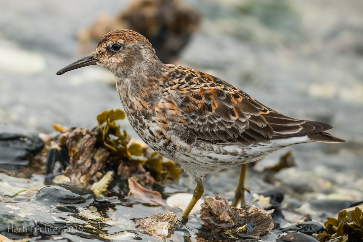 Rock Sandpiper - ML638152327