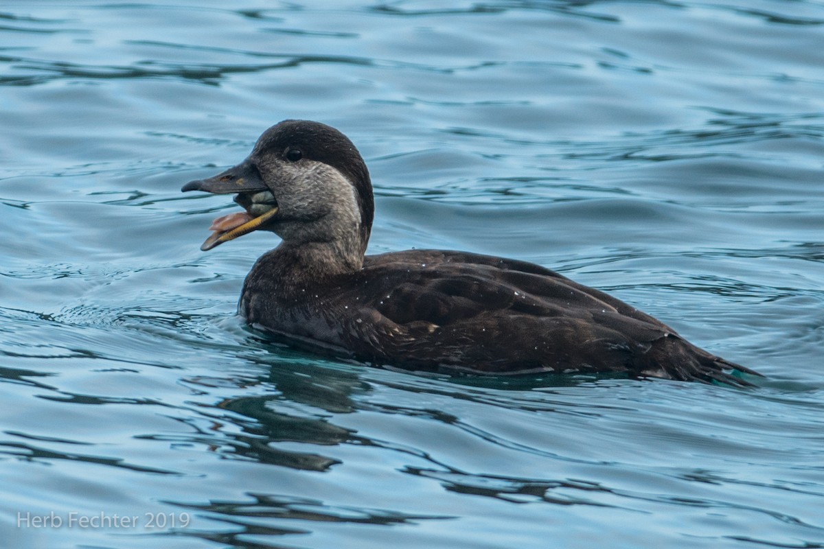 Black Scoter - ML638152348