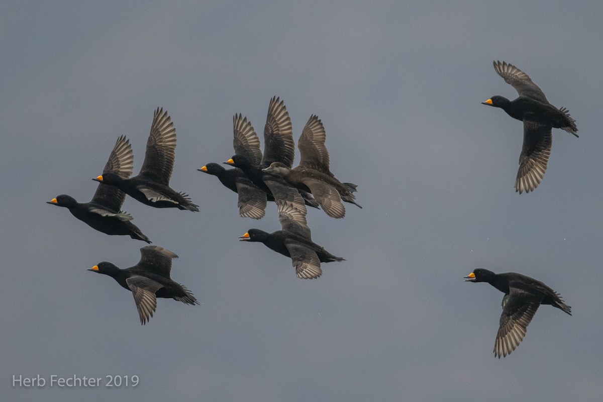 Black Scoter - ML638152349