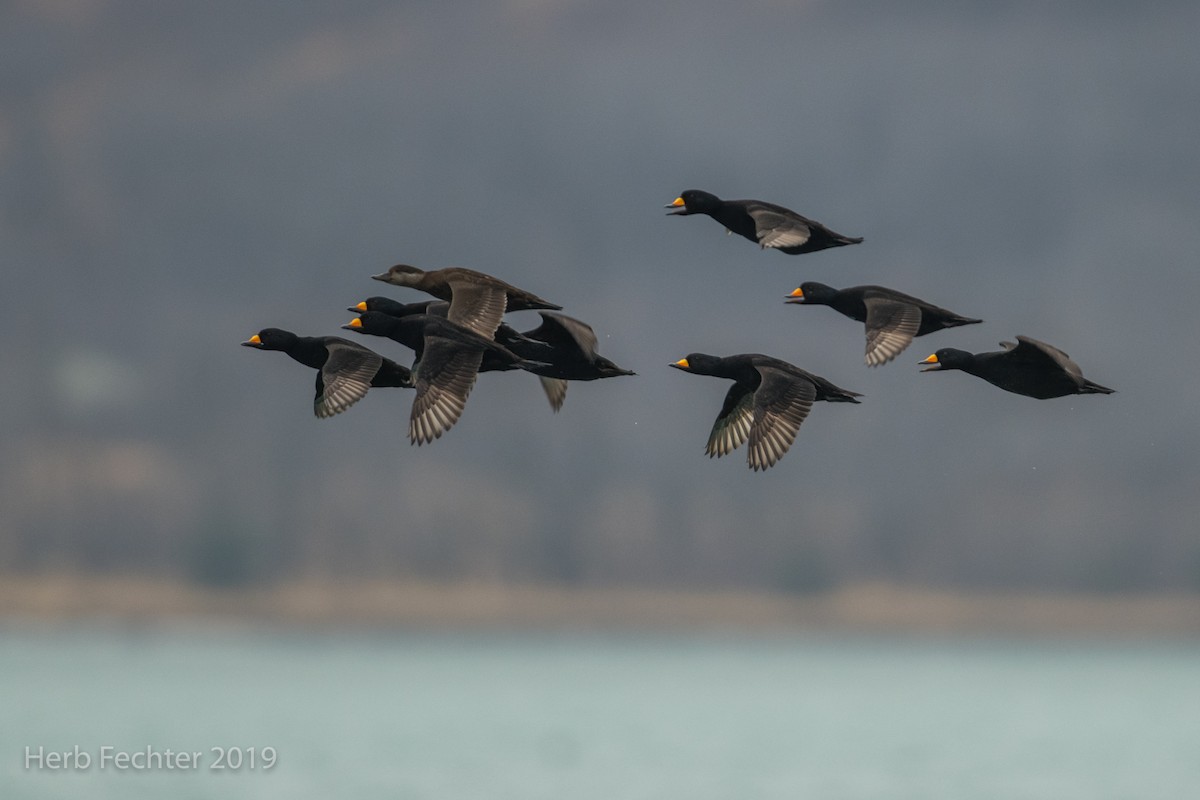 Black Scoter - ML638152350