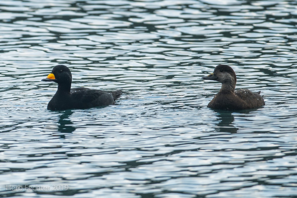 Black Scoter - ML638152351