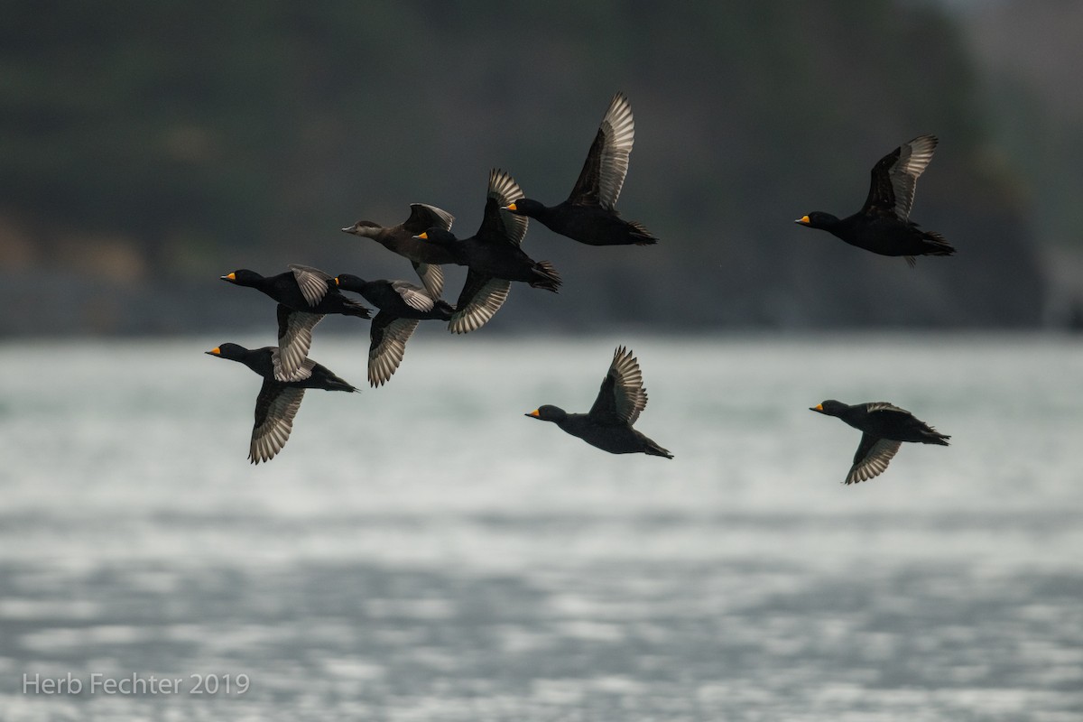Black Scoter - ML638152352