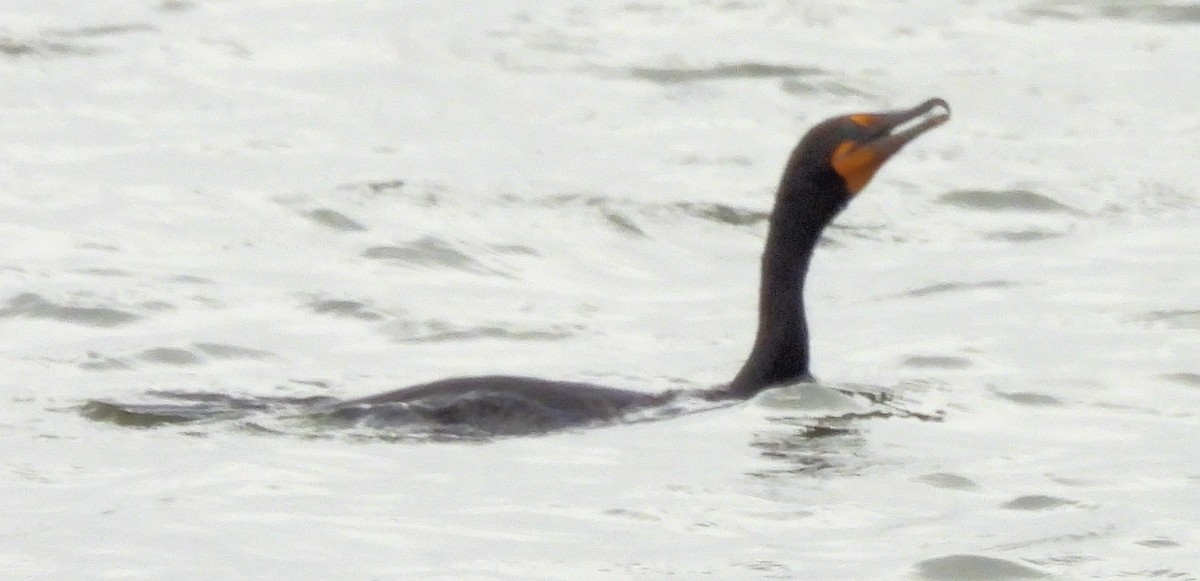Double-crested Cormorant - ML638152378