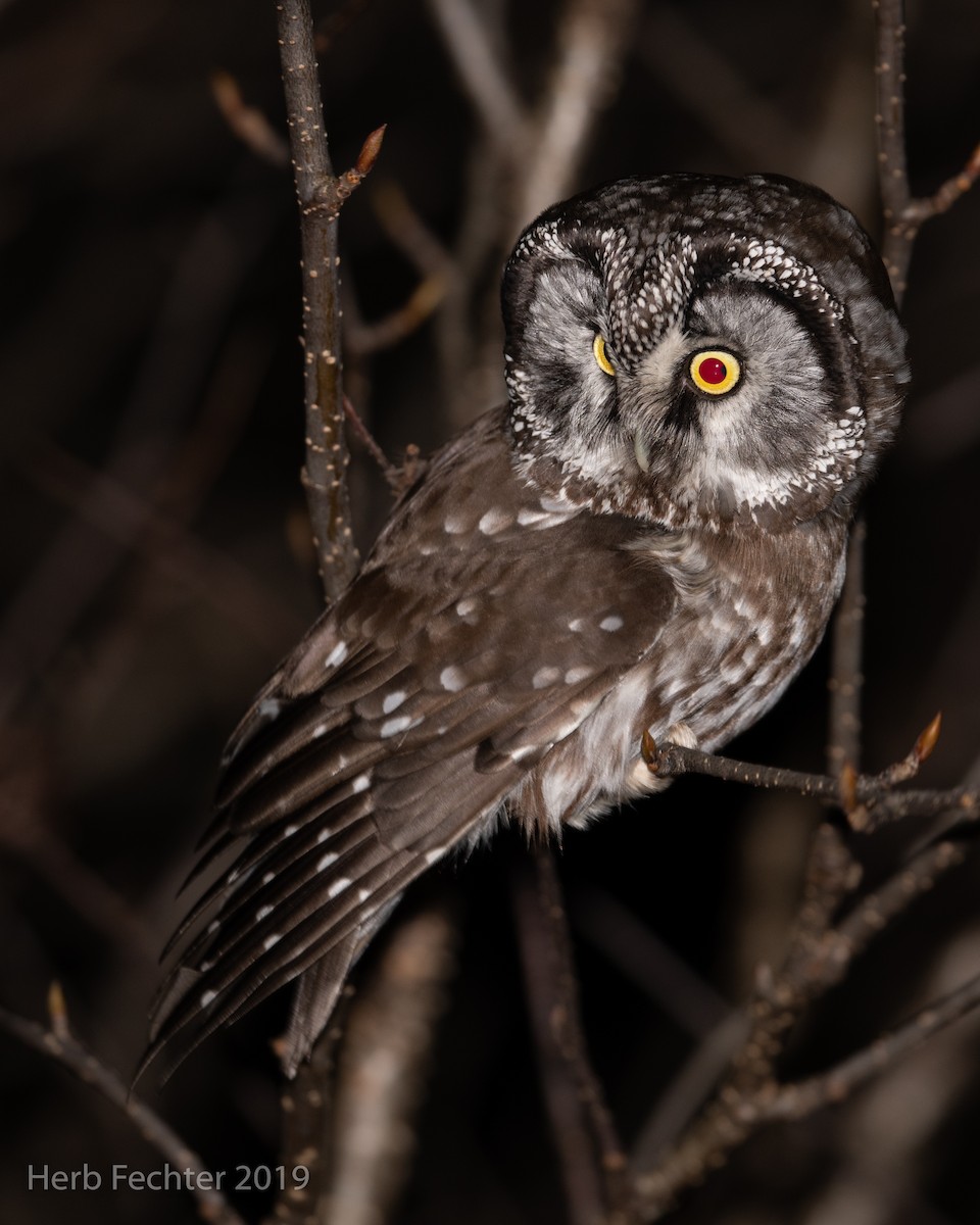 Boreal Owl - ML638152408