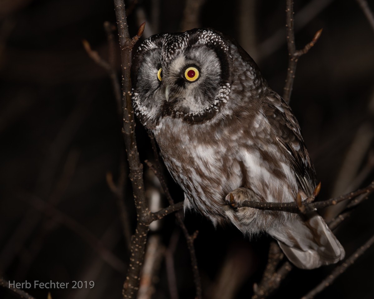 Boreal Owl - ML638152411