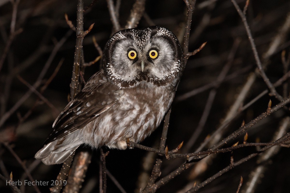 Boreal Owl - ML638152412