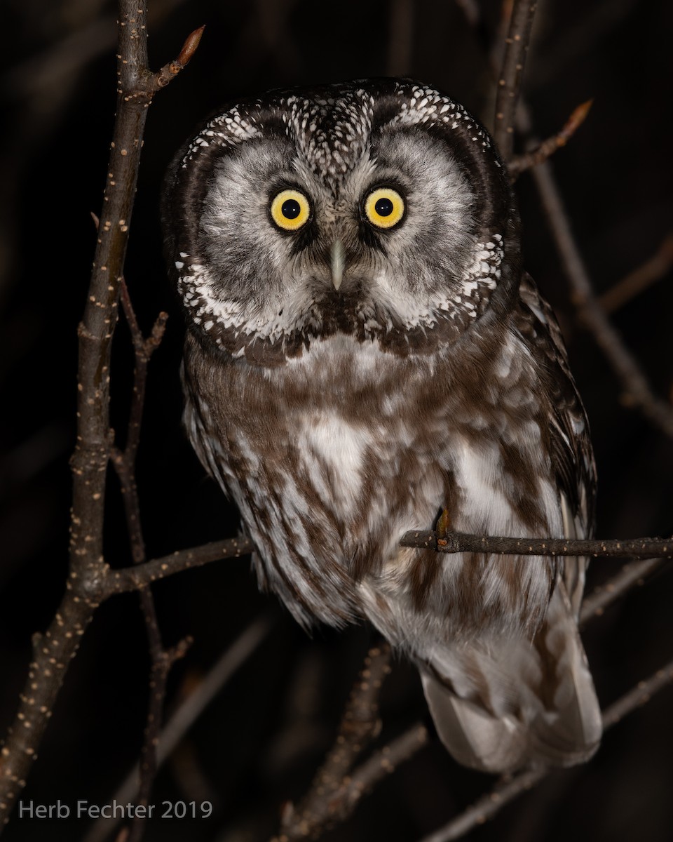 Boreal Owl - ML638152413