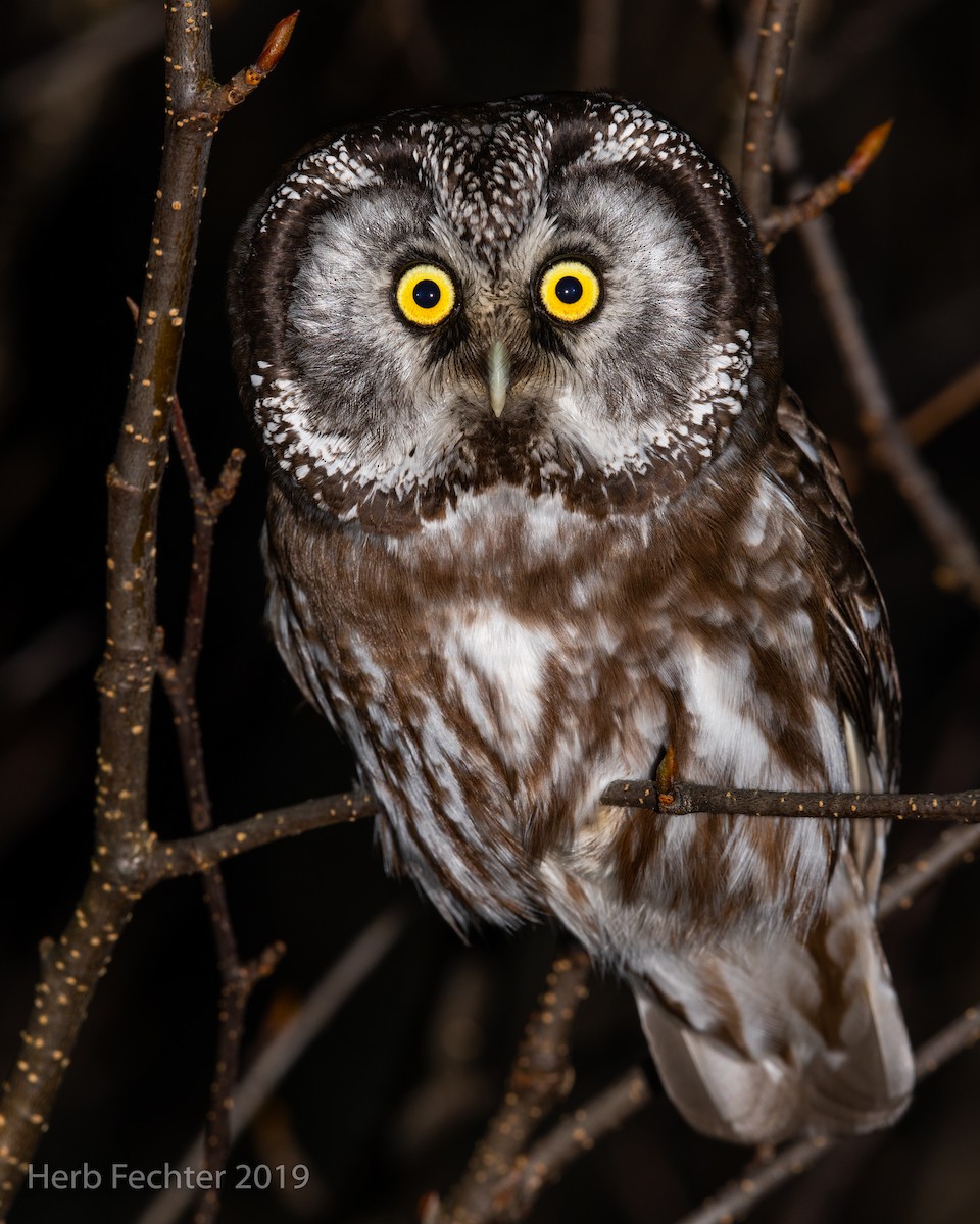 Boreal Owl - ML638152414