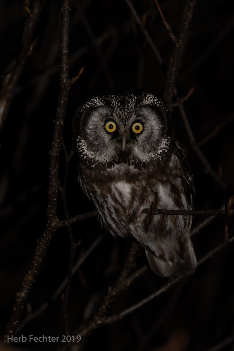 Boreal Owl - ML638152415