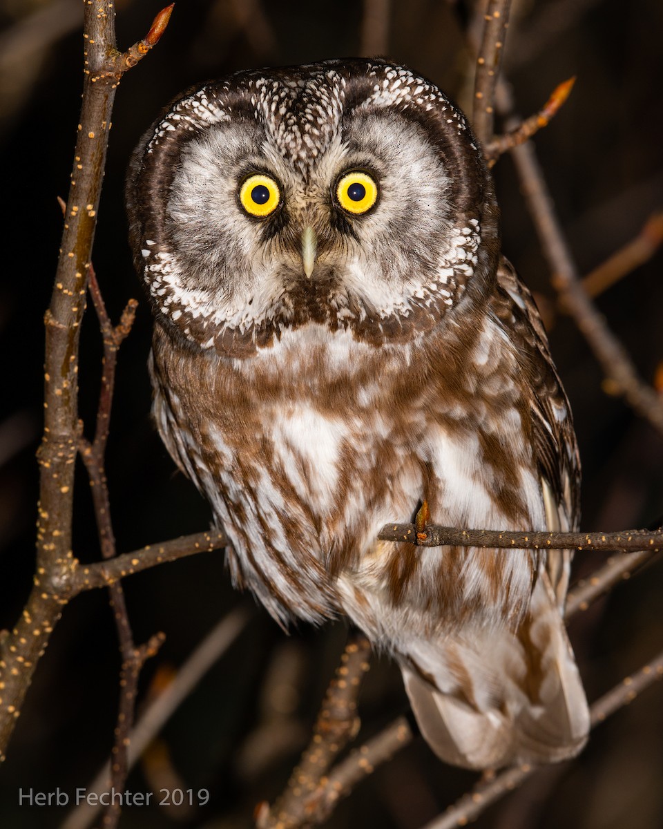 Boreal Owl - ML638152416