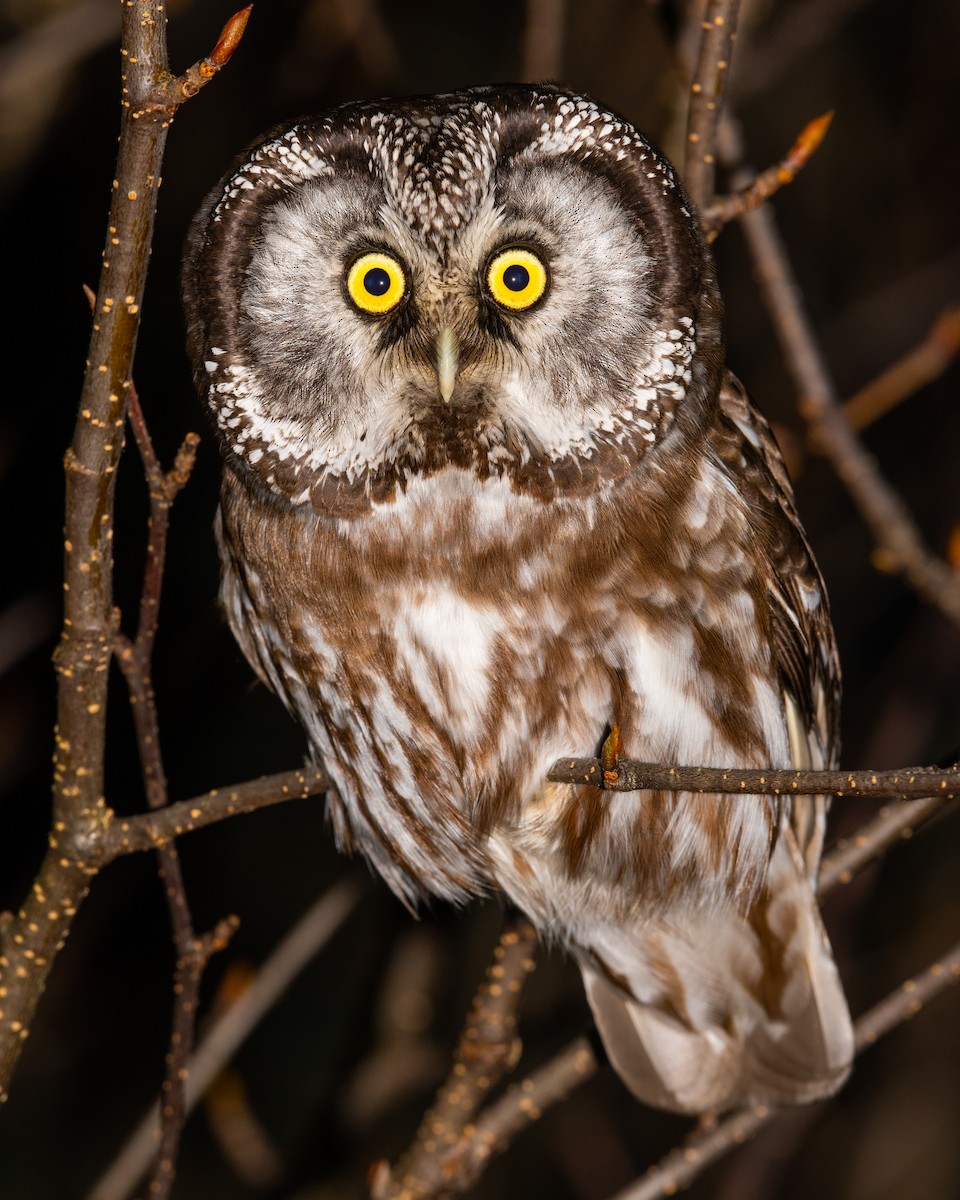 Boreal Owl - ML638152417