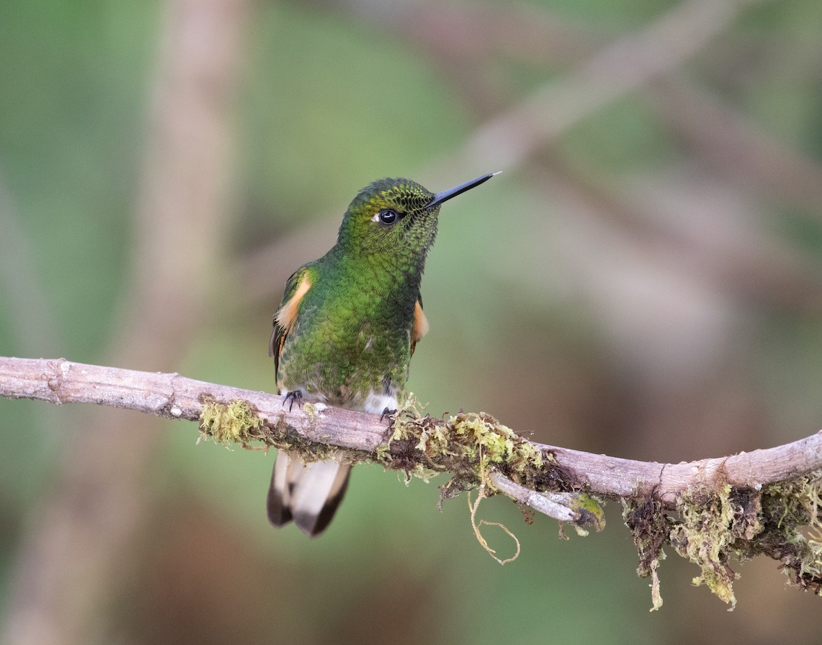 Buff-tailed Coronet - ML638152456