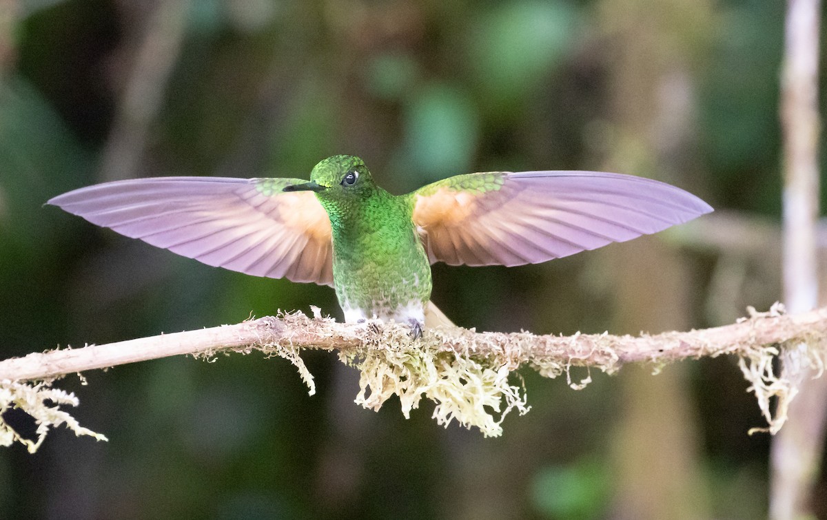 Buff-tailed Coronet - ML638152457