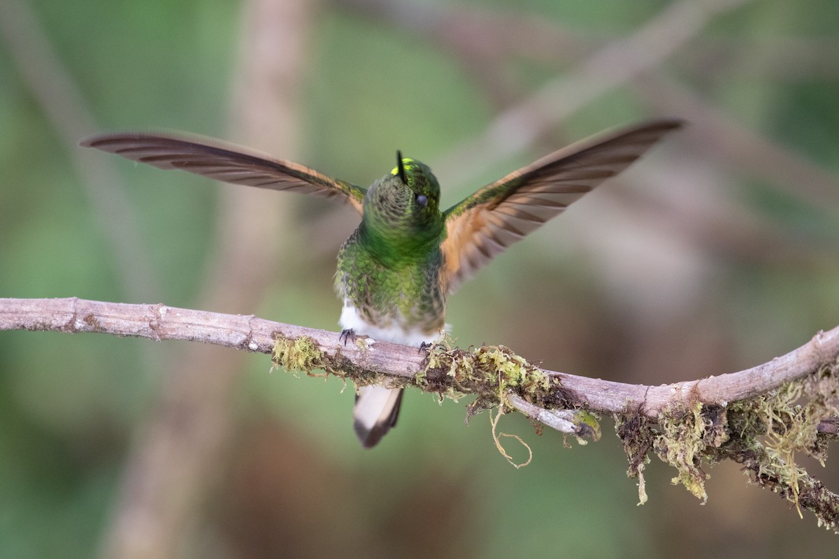 Buff-tailed Coronet - ML638152458