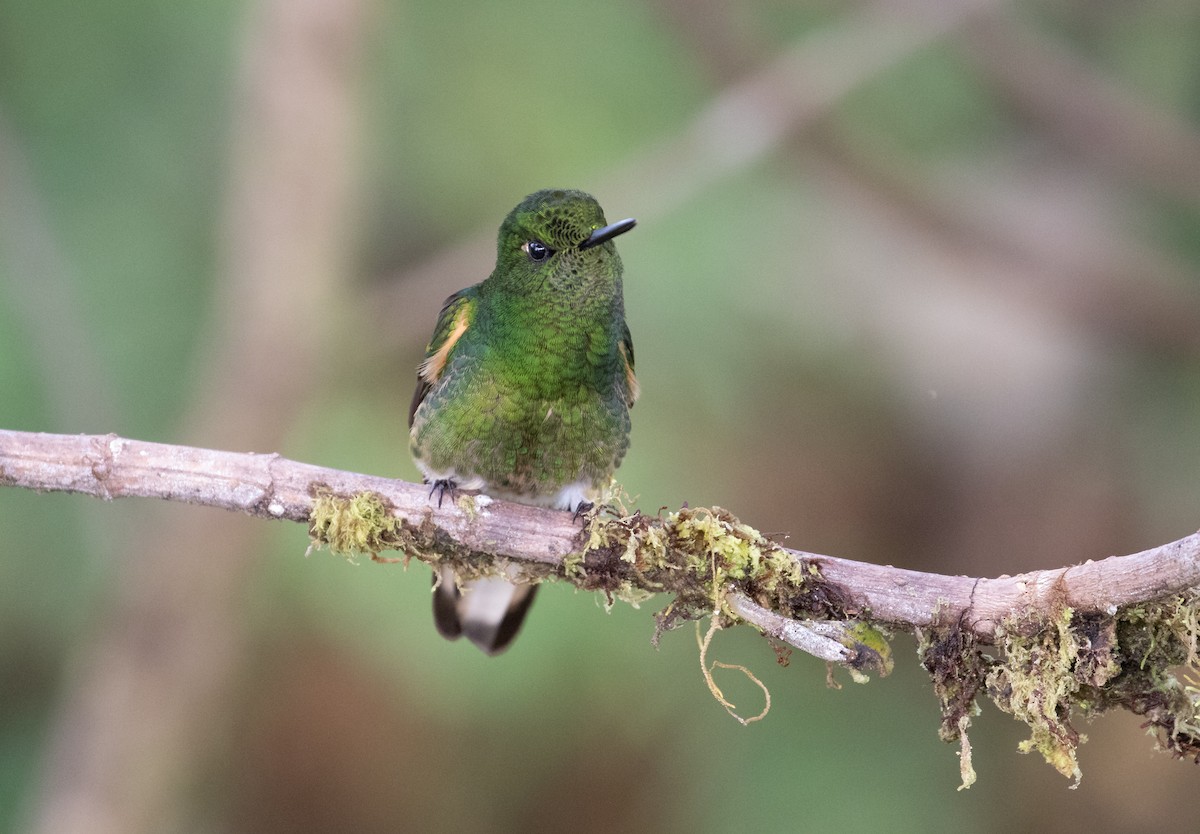 Buff-tailed Coronet - ML638152460