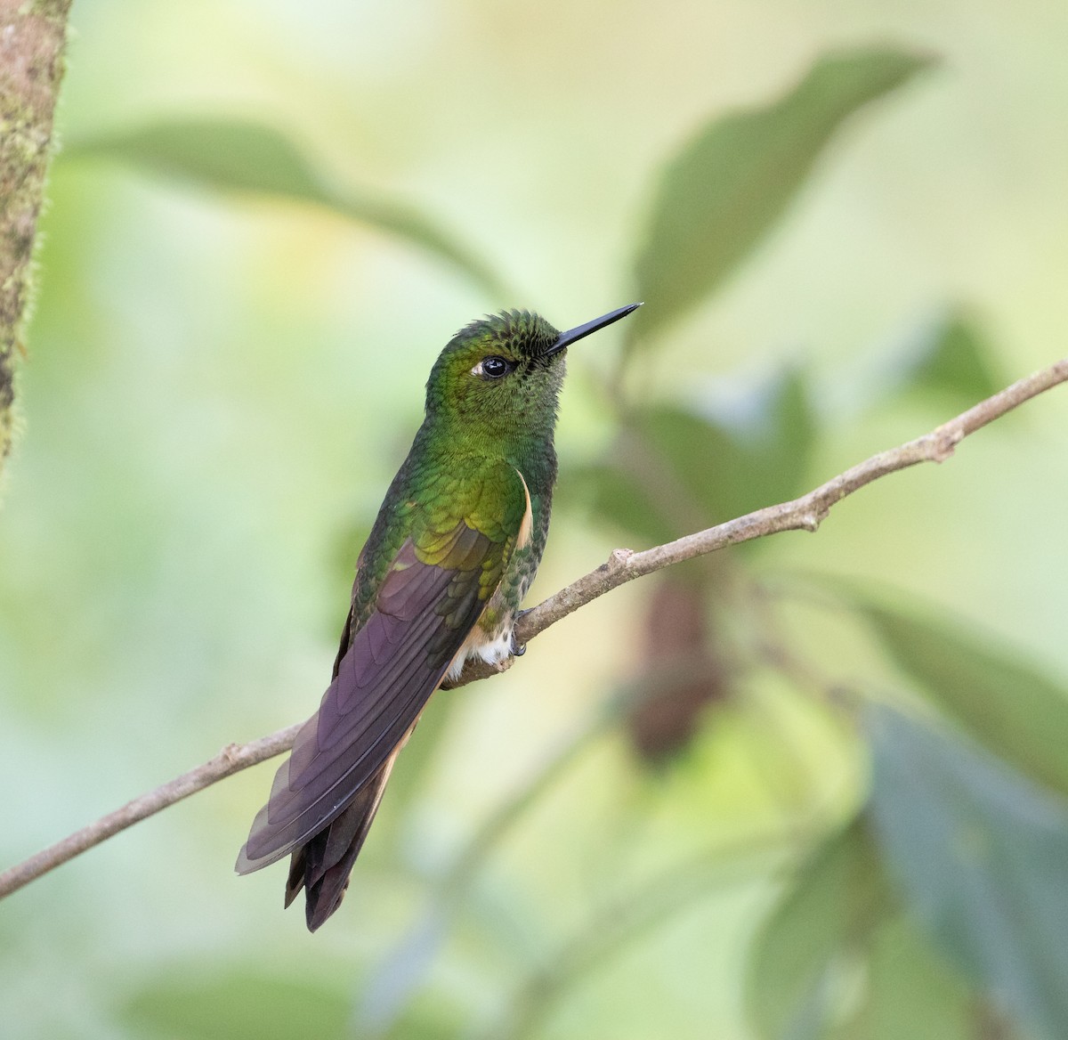 Buff-tailed Coronet - ML638152461