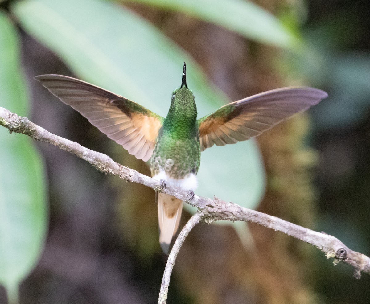 Buff-tailed Coronet - ML638152462