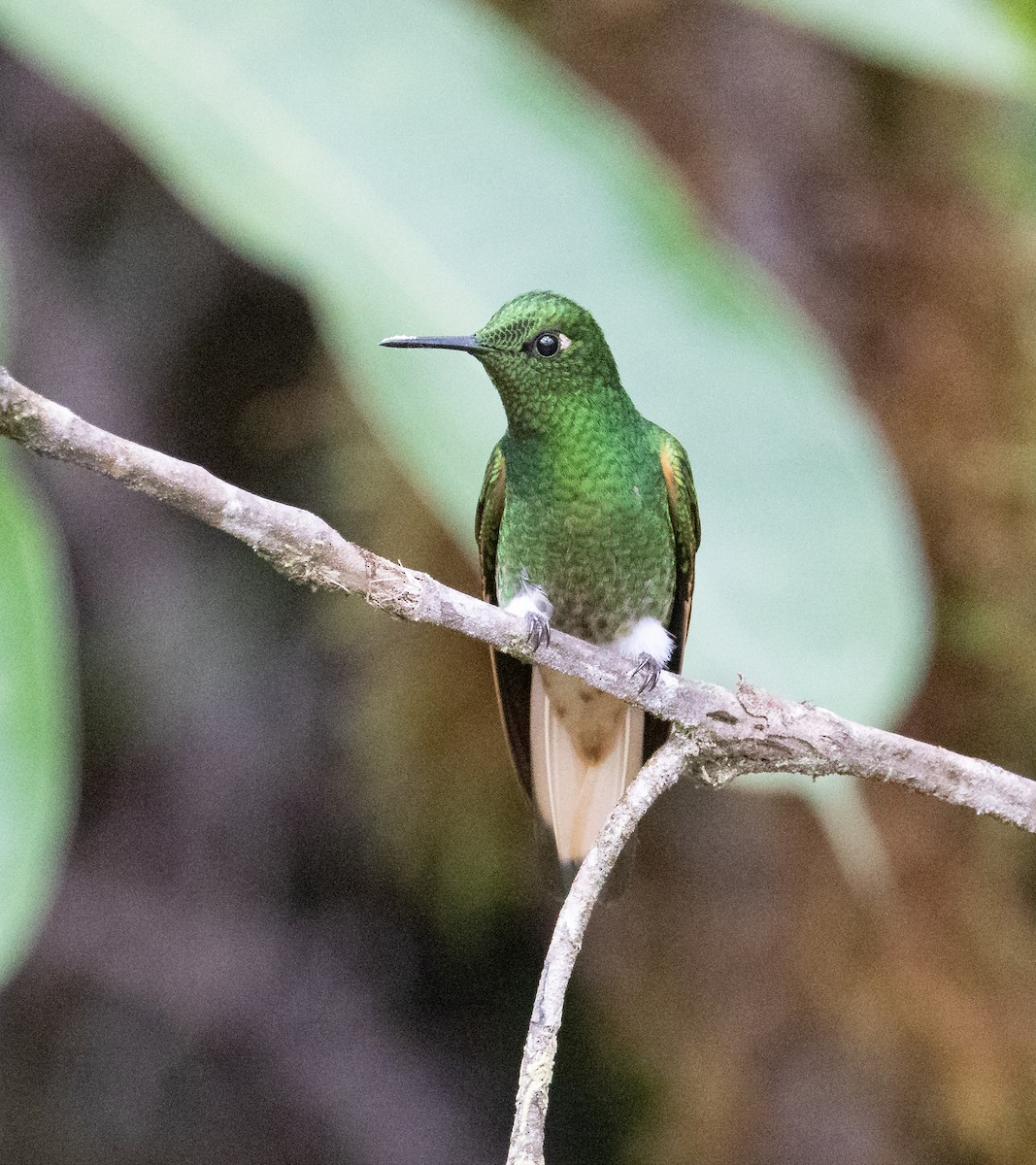 Buff-tailed Coronet - ML638152463